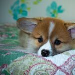 Reddybook: Revolutionizing Digital Publishing and Its Impact on Modern Readers