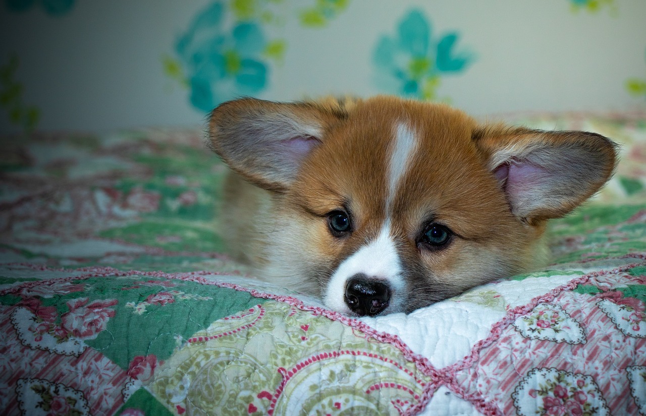 Reddybook: Revolutionizing Digital Publishing and Its Impact on Modern Readers